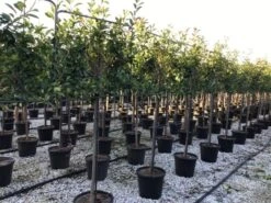 Glansmispel Halfstam Als Leiboom (Photinia Fraseri 'Red Robin') 7 Glansmispel Halfstam Als Leiboom (Photinia Fraseri 'Red Robin') -Green Roots Exporteren Winkel photinia red robin 130cm stem leivorm 1