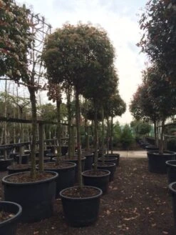 Glansmispel Als Boom (Photinia Fraseri 'Red Robin') 17 Glansmispel Als Boom (Photinia Fraseri 'Red Robin') -Green Roots Exporteren Winkel photinia red robin 2025 2