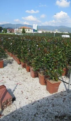 Glansmispel Als Leivorm (Photinia Fraseri 'Red Robin') 11 Glansmispel Als Leivorm (Photinia Fraseri 'Red Robin') -Green Roots Exporteren Winkel photinia red robin 52x110 leivorm