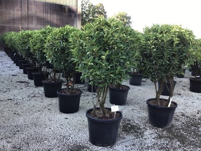 Meerstammige Glansmispel (Photinia Fraseri 'Red Robin') 1 Meerstammige Glansmispel (Photinia Fraseri 'Red Robin')