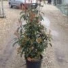 Glansmispel (Photinia 'Robusta Compacta')