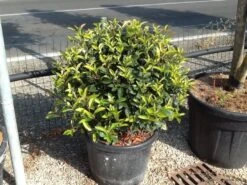 Glansmispel Als Bolvorm (Photinia Fraseri 'Carré Rouge') -Green Roots Exporteren Winkel photiniacarrerougebal02 1