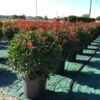 Glansmispel Als Bolvorm (Photinia Fraseri 'Carré Rouge')