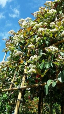 Glansmispel Als Leiboom (Photinia Fraseri 'Red Robin') -Green Roots Exporteren Winkel photinialeiboom01 2