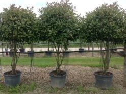 Meerstammige Glansmispel (Photinia Fraseri 'Red Robin') -Green Roots Exporteren Winkel photiniaredrobinmeerstammig01 3