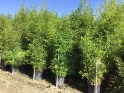 Bamboe (Phyllostachys Aurea) -Green Roots Exporteren Winkel phyllostachus aurea 150 200cm