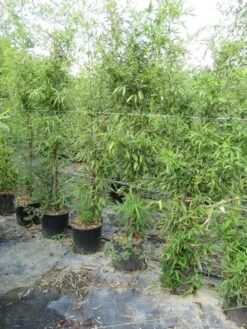 Bamboe (Phyllostachys Aureosulcata 'Spectabilis') 24 Bamboe (Phyllostachys Aureosulcata 'Spectabilis') -Green Roots Exporteren Winkel phyllostachys 1