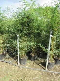 Bamboe (Phyllostachys Aurea) -Green Roots Exporteren Winkel phyllostachys 3