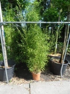 Bamboe (Phyllostachys Aurea) -Green Roots Exporteren Winkel phyllostachys aurea 150 175 c12