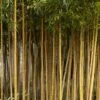 Bamboe (Phyllostachys Aureosulcata 'Spectabilis')