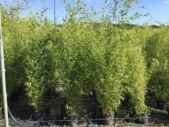 Bamboe (Phyllostachys Aureosulcata 'Spectabilis') 25 Bamboe (Phyllostachys Aureosulcata 'Spectabilis') -Green Roots Exporteren Winkel phyllostachys aureosulcata spectabilis 100125