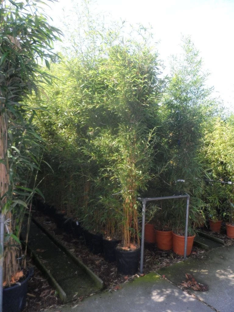 Bamboe (Phyllostachys Aureosulcata 'Spectabilis') 5 Bamboe (Phyllostachys Aureosulcata 'Spectabilis') - Afbeelding 5