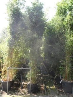 Bamboe (Phyllostachys Bissetii) 11 Bamboe (Phyllostachys Bissetii) -Green Roots Exporteren Winkel phyllostachys bissetii 250 300 c35