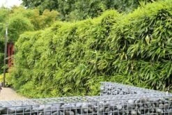 Bamboe (Phyllostachys Bissetii) 8 Bamboe (Phyllostachys Bissetii) -Green Roots Exporteren Winkel phyllostachys bissetti 1