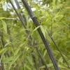 Bamboe (Phyllostachys Nigra)