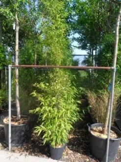 Bamboe (Phyllostachys Nigra) -Green Roots Exporteren Winkel phyllostachys nigra 150 200 c12