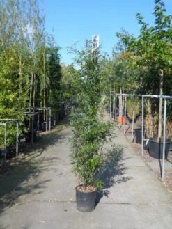 Bamboe (Phyllostachys Nigra) -Green Roots Exporteren Winkel phyllostachys nigra 150 200 c18