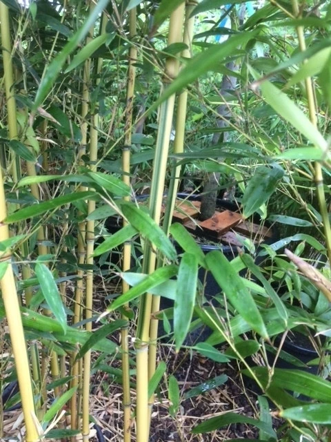 Bamboe (Phyllostachys Aureosulcata 'Spectabilis') 8 Bamboe (Phyllostachys Aureosulcata 'Spectabilis') - Afbeelding 8