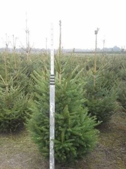 Fijnspar (Picea Abies) -Green Roots Exporteren Winkel picea abies 125 150 5 1 1
