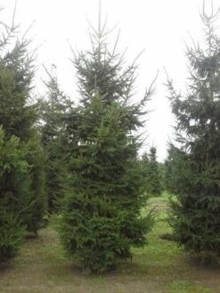 Fijnspar (Picea Abies) -Green Roots Exporteren Winkel picea abies 2 450 500 1 1