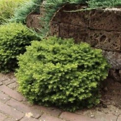 Kussenspar (Picea Abies 'Little Gem') -Green Roots Exporteren Winkel picea abies little gem
