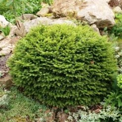 Spar (Picea Abies 'Nidiformis') -Green Roots Exporteren Winkel picea abies nidiformis 1