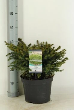 Spar (Picea Abies 'Nidiformis') -Green Roots Exporteren Winkel picea abies nidiformis c5 m 1