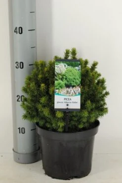 Kogelspar (Picea Glauca 'Alberta Globe') -Green Roots Exporteren Winkel picea glauca alberta globe winter c3 m