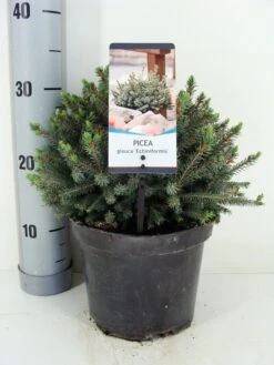 Dwergspar (Picea Glauca 'Echiniformis') 6 Dwergspar (Picea Glauca 'Echiniformis') -Green Roots Exporteren Winkel picea glauca echiniformis zomer c3 m