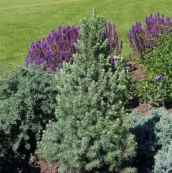 Blauwe Alberta Spar (Picea Glauca Sander's Blue) -Green Roots Exporteren Winkel picea glauca sander s blue