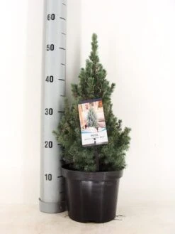 Blauwe Alberta Spar (Picea Glauca Sander's Blue) -Green Roots Exporteren Winkel picea glauca sander s blue 30 40 c3 m