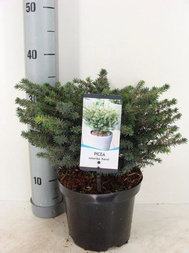 Servische Spar (Picea Omorika 'Karel') 3 Servische Spar (Picea Omorika 'Karel') - Afbeelding 3
