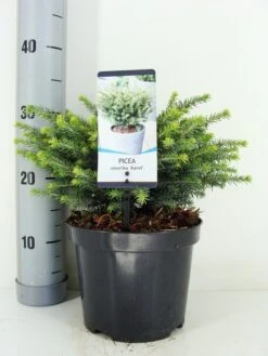 Servische Spar (Picea Omorika 'Karel')