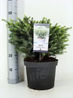Servische Spar (Picea Omorika 'Karel') 7 Servische Spar (Picea Omorika 'Karel') -Green Roots Exporteren Winkel picea omorika karel zomer c5 m