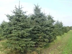 Blauwspar (Picea Pungens 'Glauca') -Green Roots Exporteren Winkel picea p glauca 300 350