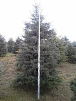 Blauwspar (Picea Pungens 'Glauca') -Green Roots Exporteren Winkel picea p glauca 350