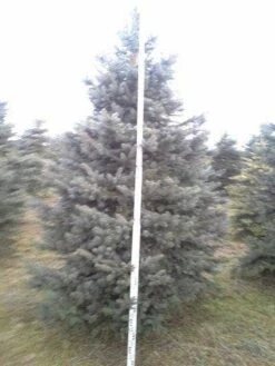 Blauwspar (Picea Pungens 'Glauca') -Green Roots Exporteren Winkel picea p glauca 350 1