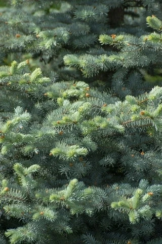 Blauwspar (Picea Pungens 'Blue Diamond') 1 Blauwspar (Picea Pungens 'Blue Diamond')