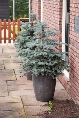 Noorse Blauwspar (Picea Pungens 'Erich Frahm') 3 Noorse Blauwspar (Picea Pungens 'Erich Frahm') - Afbeelding 3