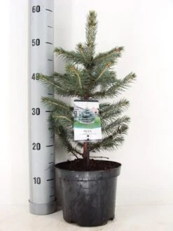 Blauwspar (Picea Pungens 'Glauca') -Green Roots Exporteren Winkel picea pungens glauca c3 m