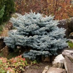 Colorado Spar (Picea Pungens 'Glauca Globosa') -Green Roots Exporteren Winkel picea pungens glauca globosa