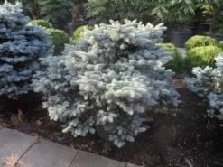 Colorado Spar (Picea Pungens 'Glauca Globosa') -Green Roots Exporteren Winkel picea pungens glauca globosa 100 125 150 c110