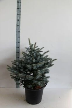 Colorado Spar (Picea Pungens 'Glauca Globosa') -Green Roots Exporteren Winkel picea pungens glauca globosa 60 80 cm c30 b