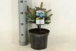 Colorado Spar (Picea Pungens 'Glauca Globosa') -Green Roots Exporteren Winkel picea pungens glauca globosa c3 m