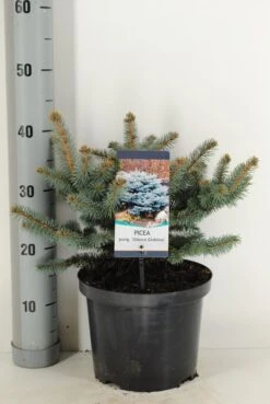 Colorado Spar (Picea Pungens 'Glauca Globosa') -Green Roots Exporteren Winkel picea pungens glauca globosa c5 m