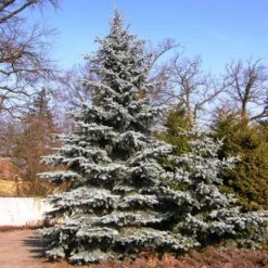 Spar (Picea Pungens 'Hoopsii') -Green Roots Exporteren Winkel picea pungens hoopsii