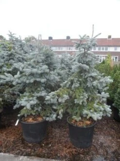 Spar (Picea Pungens 'Hoopsii') -Green Roots Exporteren Winkel picea pungens hoopsii 125 150 175 200 aanlegkwaliteit