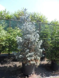 Spar (Picea Pungens 'Hoopsii') 13 Spar (Picea Pungens 'Hoopsii') -Green Roots Exporteren Winkel picea pungens hoopsii 175 200 250 1