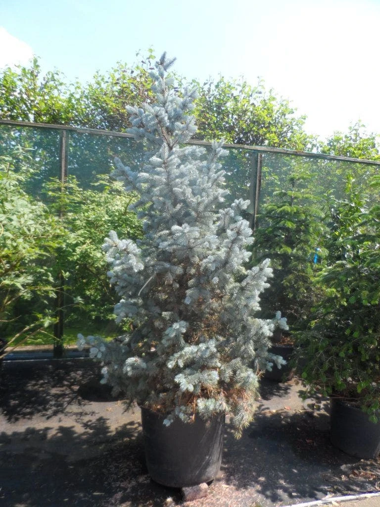 Spar (Picea Pungens 'Hoopsii') 5 Spar (Picea Pungens 'Hoopsii') - Afbeelding 5