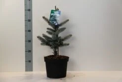 Spar (Picea Pungens 'Hoopsii') -Green Roots Exporteren Winkel picea pungens hoopsii 30 40 cm c5